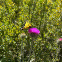 Fauna and flora