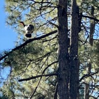 Turkey in tree