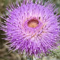 Thistle