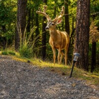 Furry neighbors